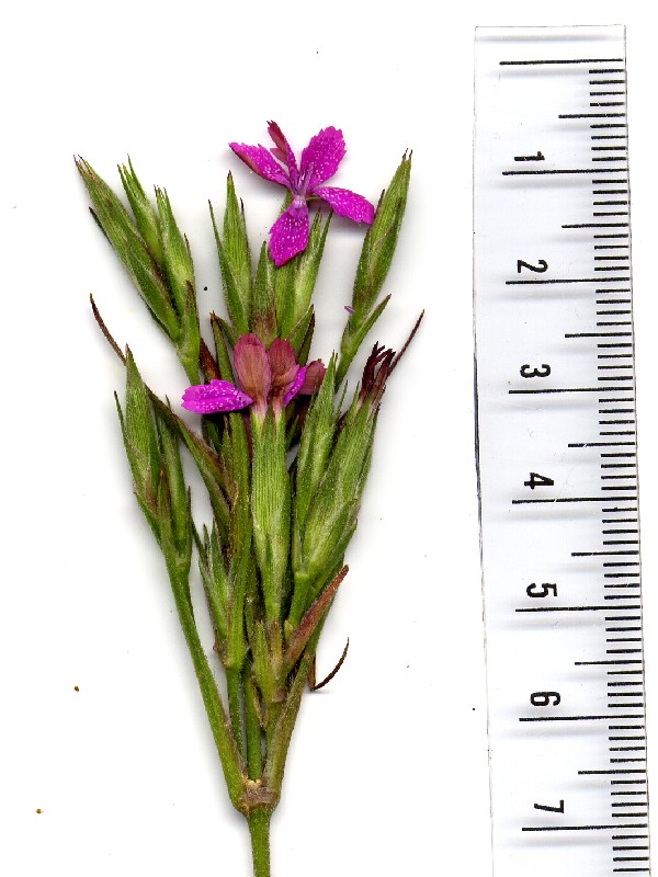 Dianthus armeria 2