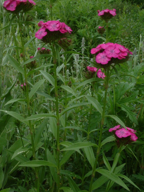 Dianthus barbatus 1