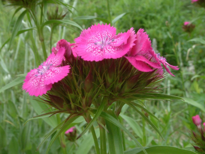 Dianthus barbatus 2