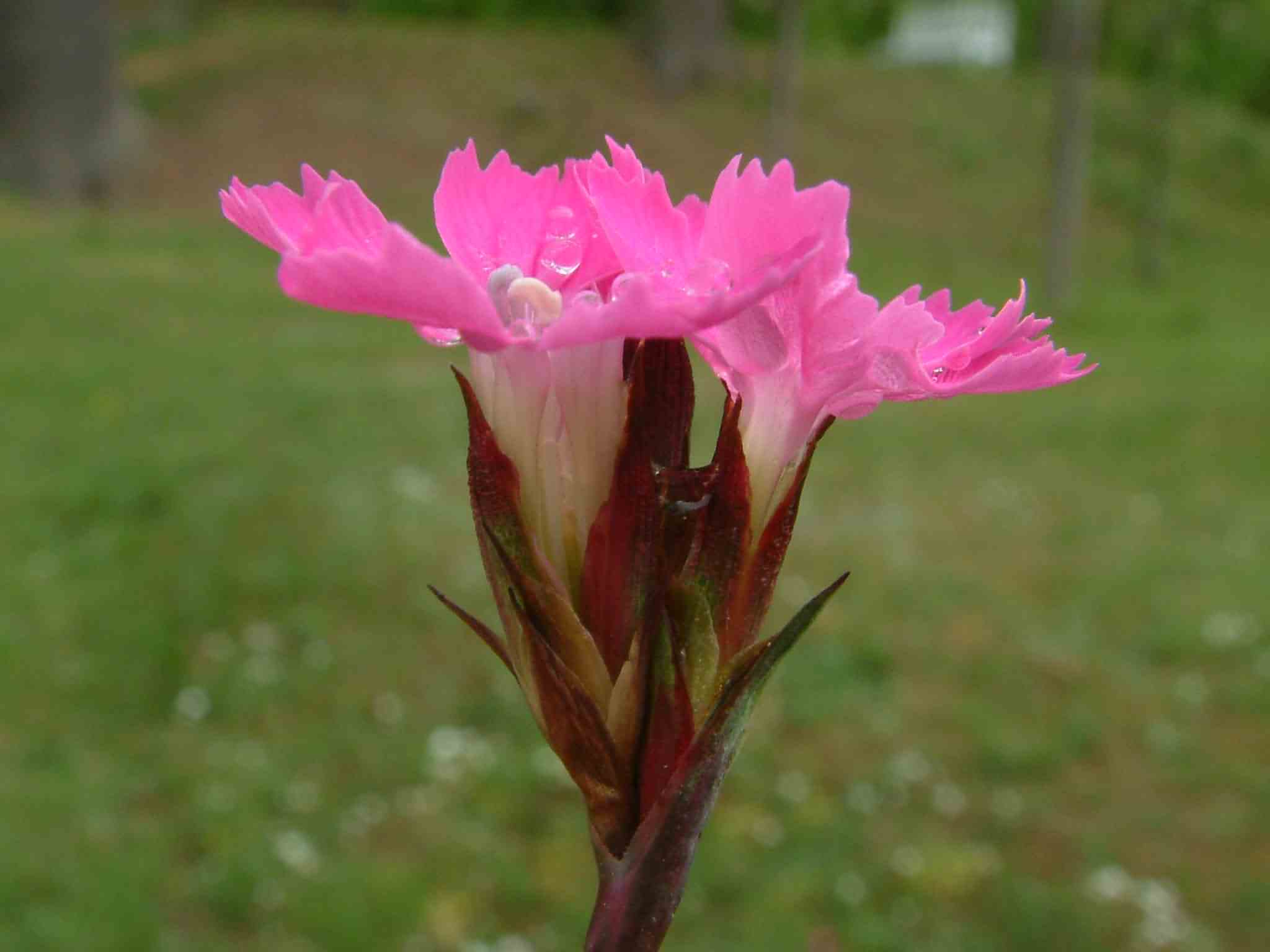 Dianthus carthusianorum 1