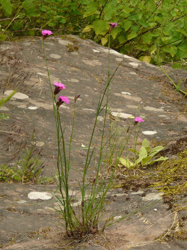 Dianthus carthusianorum 2