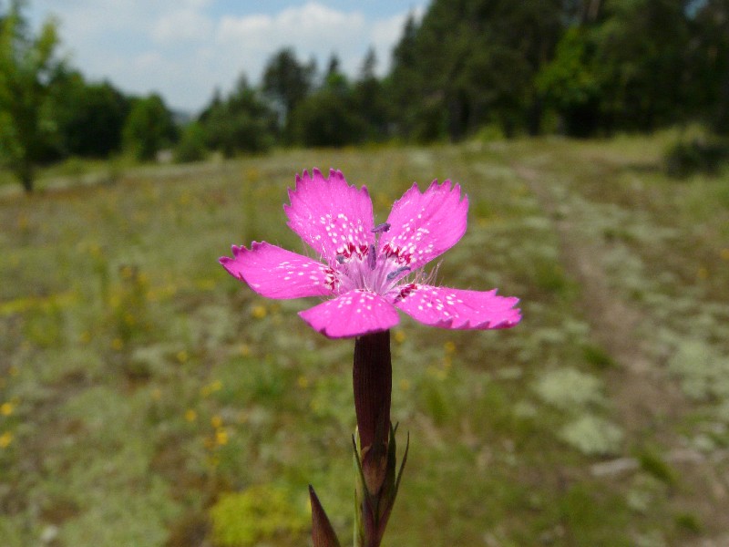 Dianthus deltoides 1