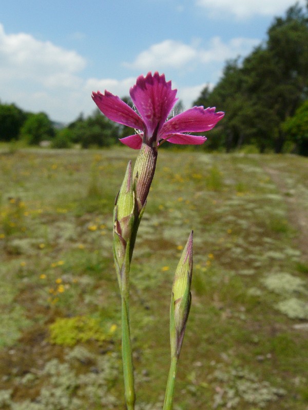 Dianthus deltoides 2