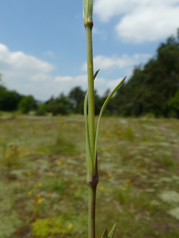 Dianthus deltoides  3