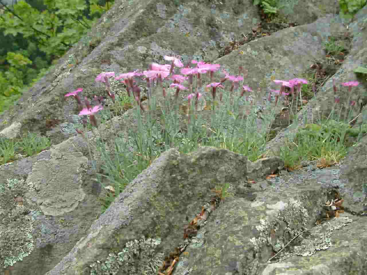 Dianthus grationapolitanus 1