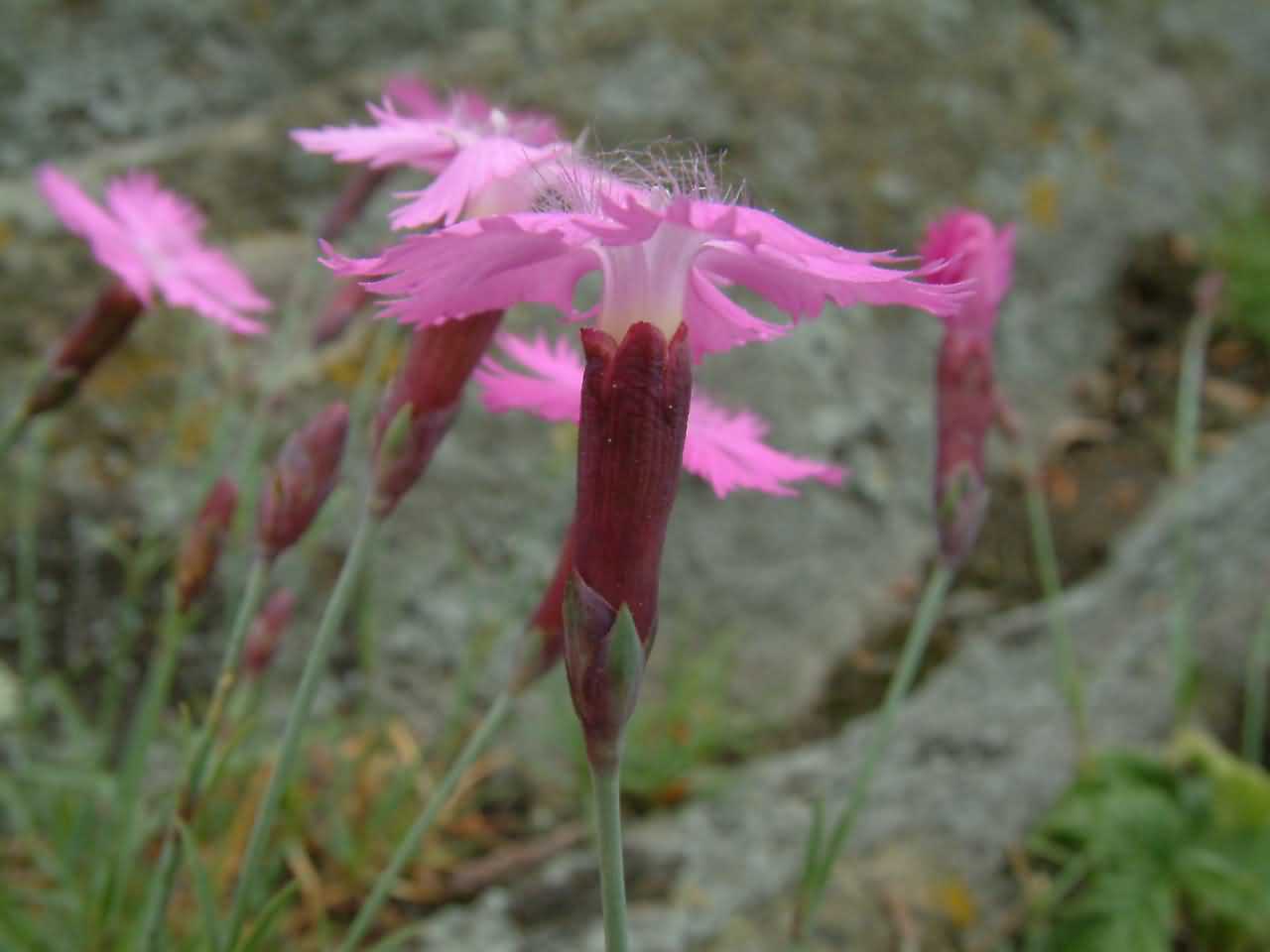 Dianthus grationapolitanus 2