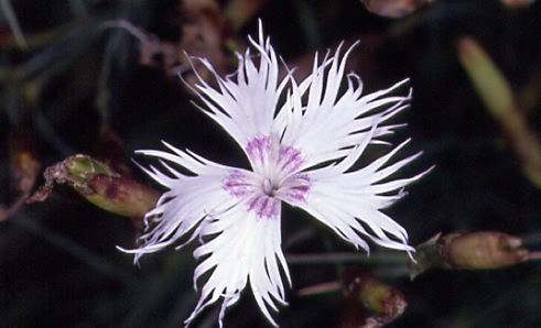 Dianthus plumarius 2