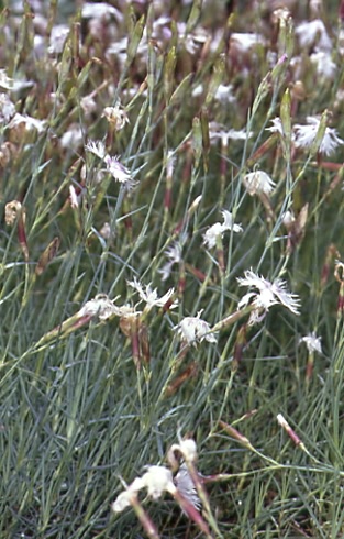 Dianthus plumarius 1