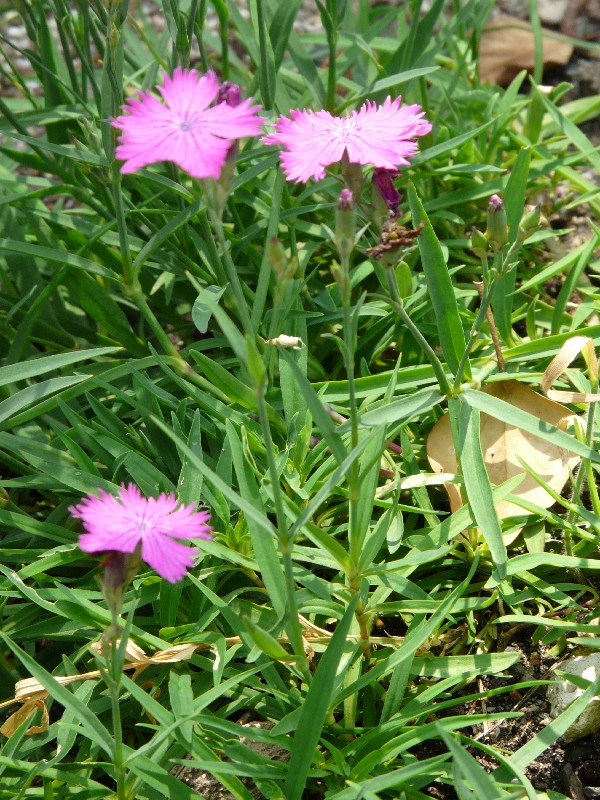 Dianthus seguieri 1