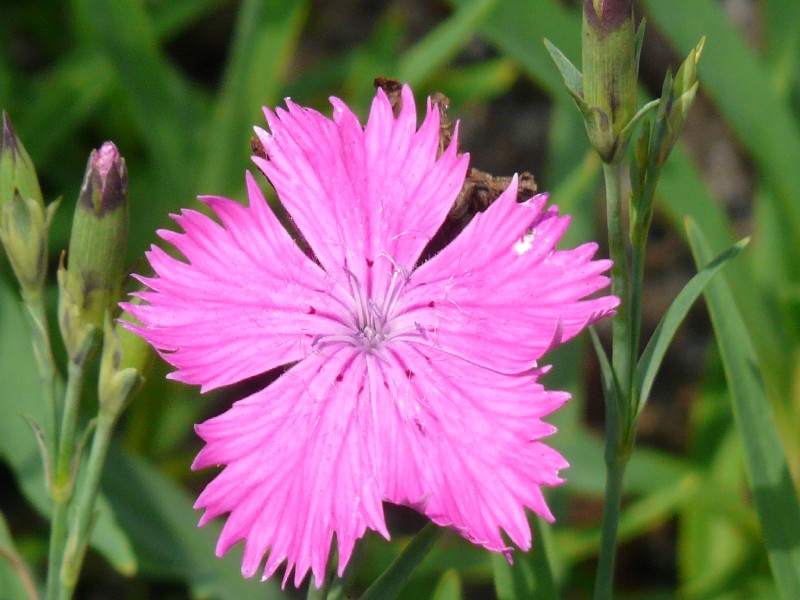 Dianthus seguieri 3