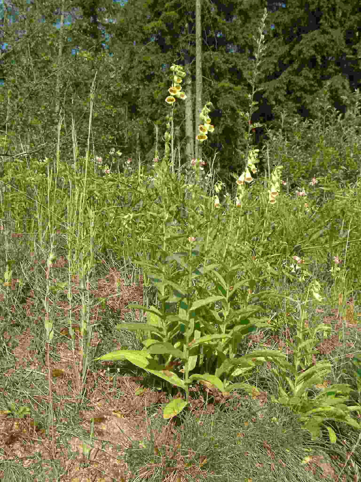 Digitalis grandiflora 1 Digitalis grandiflora 1
