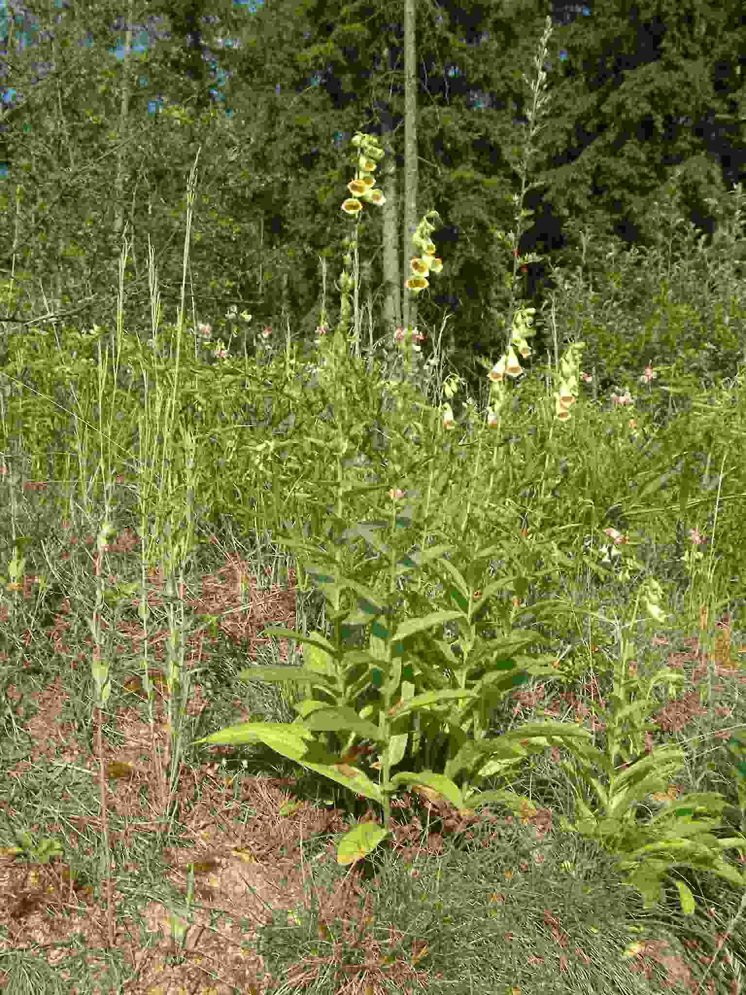 Digitalis grandiflora 1