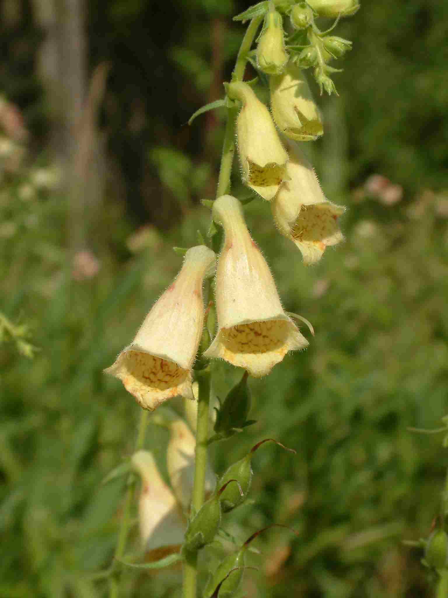 Digitalis grandiflora 2 Digitalis grandiflora 2