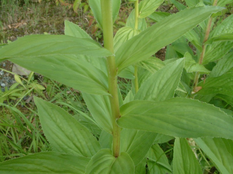 Digitalis grandiflora 5