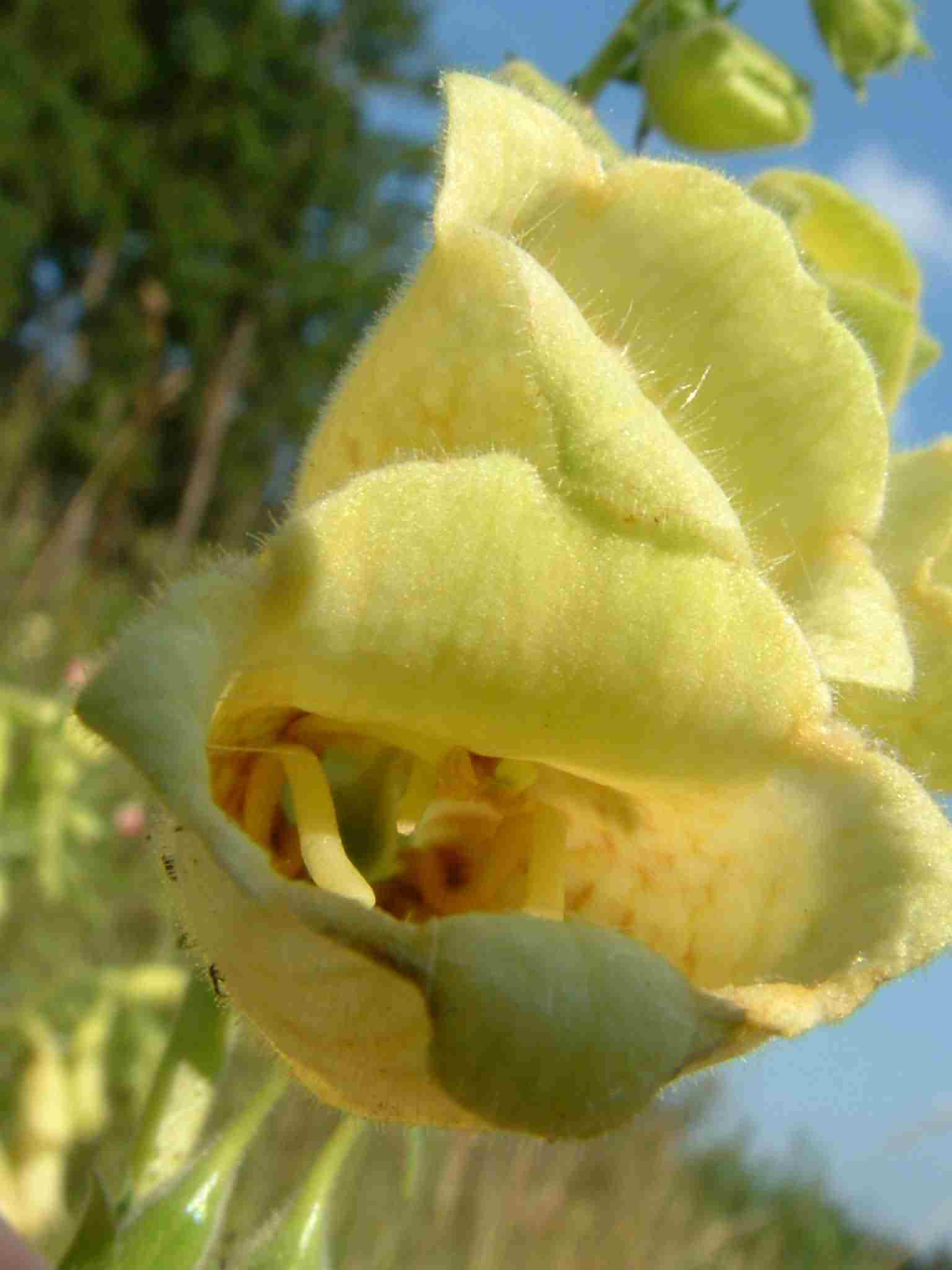 Digitalis grandiflora 3 Digitalis grandiflora 3