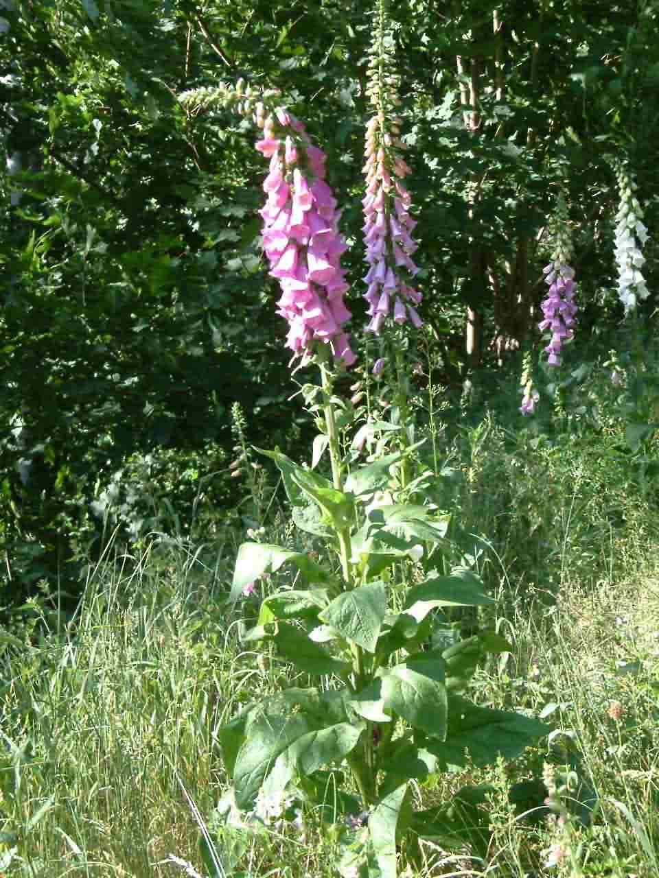 Digitalis purpurea 1