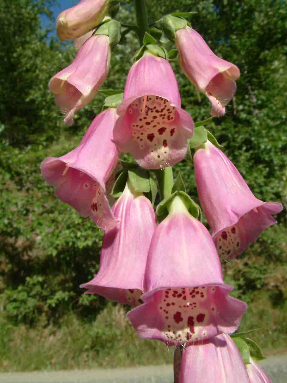 Digitalis purpurea 2