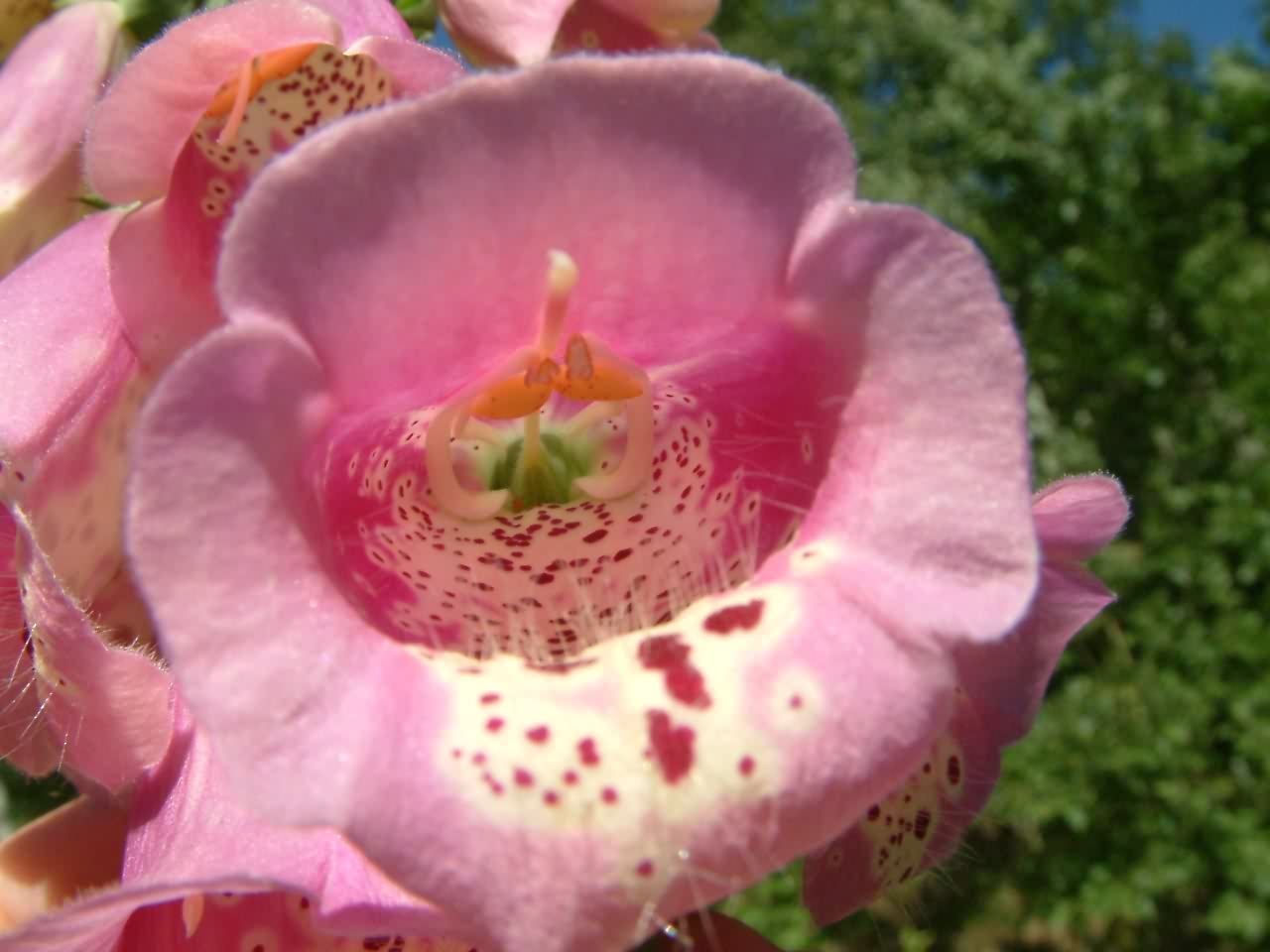 Digitalis purpurea 3