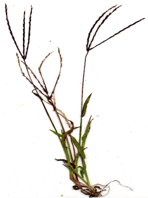 Digitaria ischaemum 2