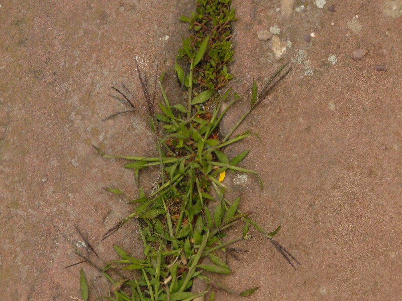 Digitaria ischaemum 1