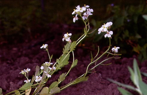 Diplotaxis erucoides 1