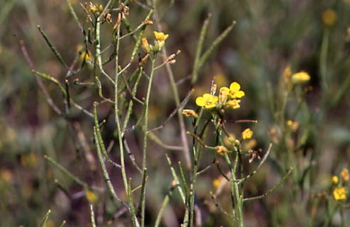 Diplotaxis muralis 1