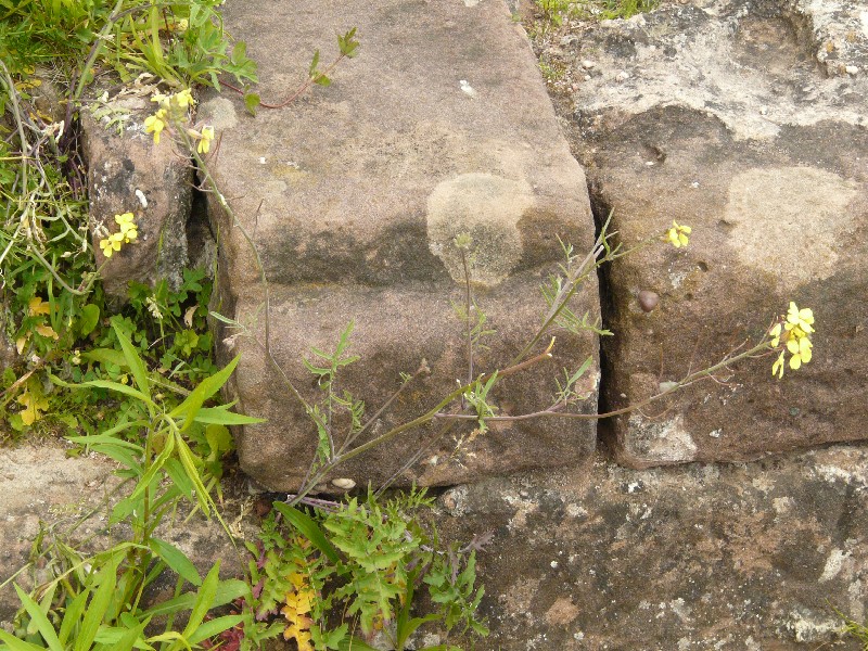 Diplotaxis tenuifolia 1