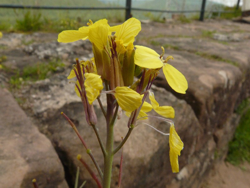 Diplotaxis tenuifolia 2