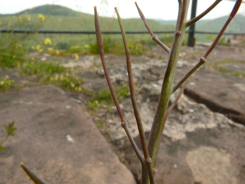 Diplotaxis tenuifolia 3