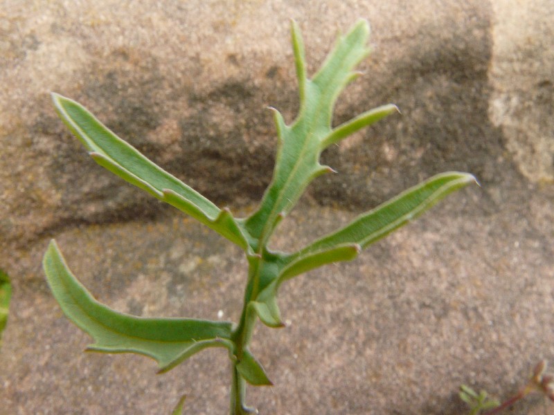 Diplotaxis tenuifolia 4