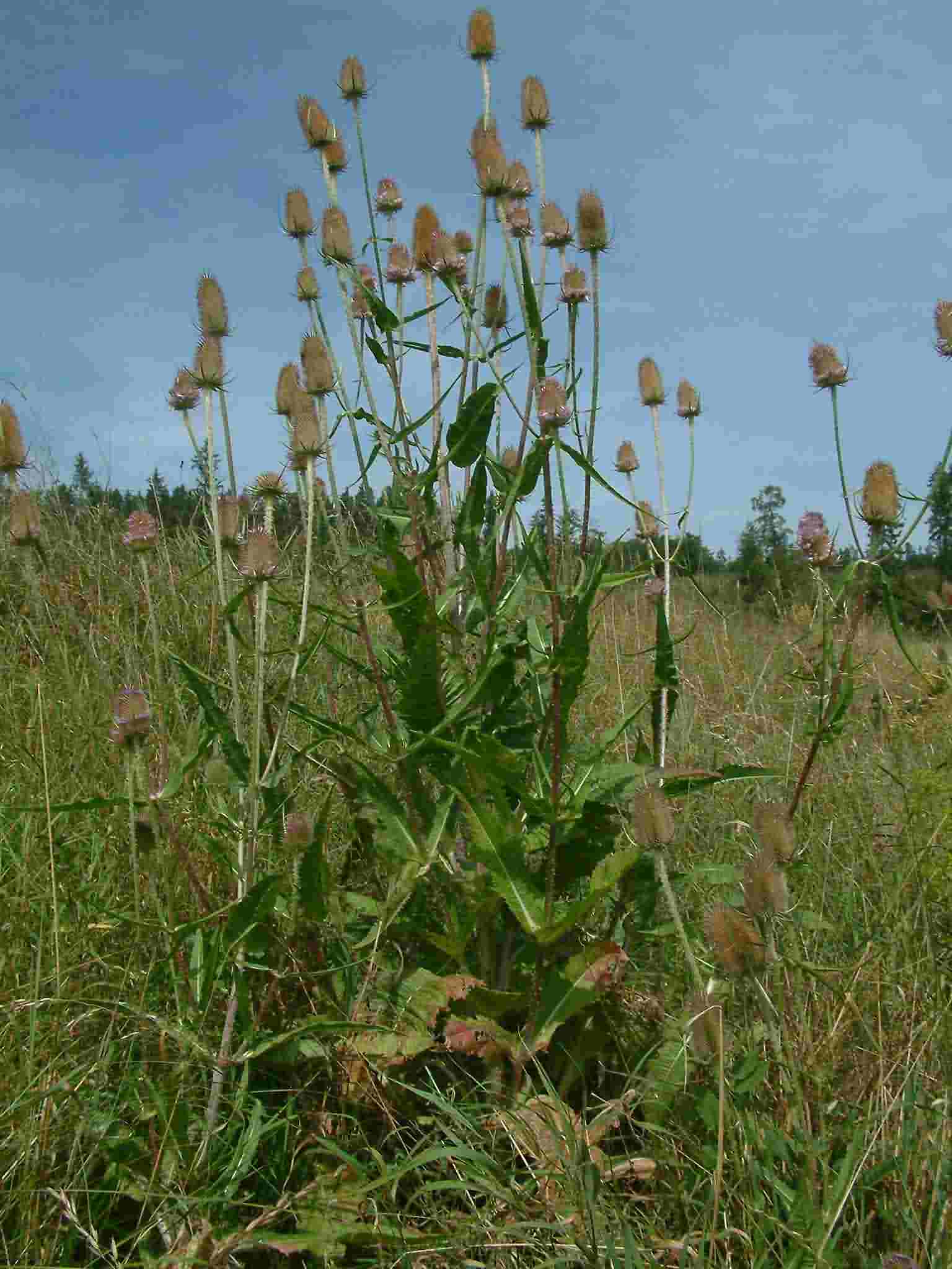 Dipsacus fullonum 1