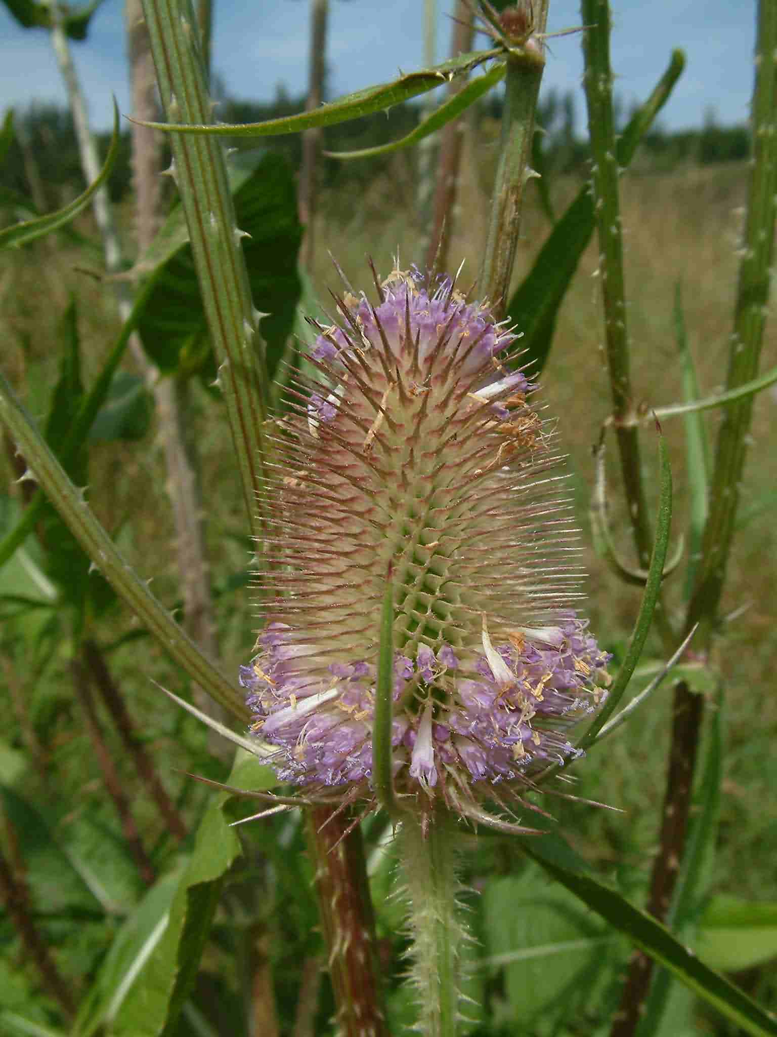 Dipsacus fullonum 2