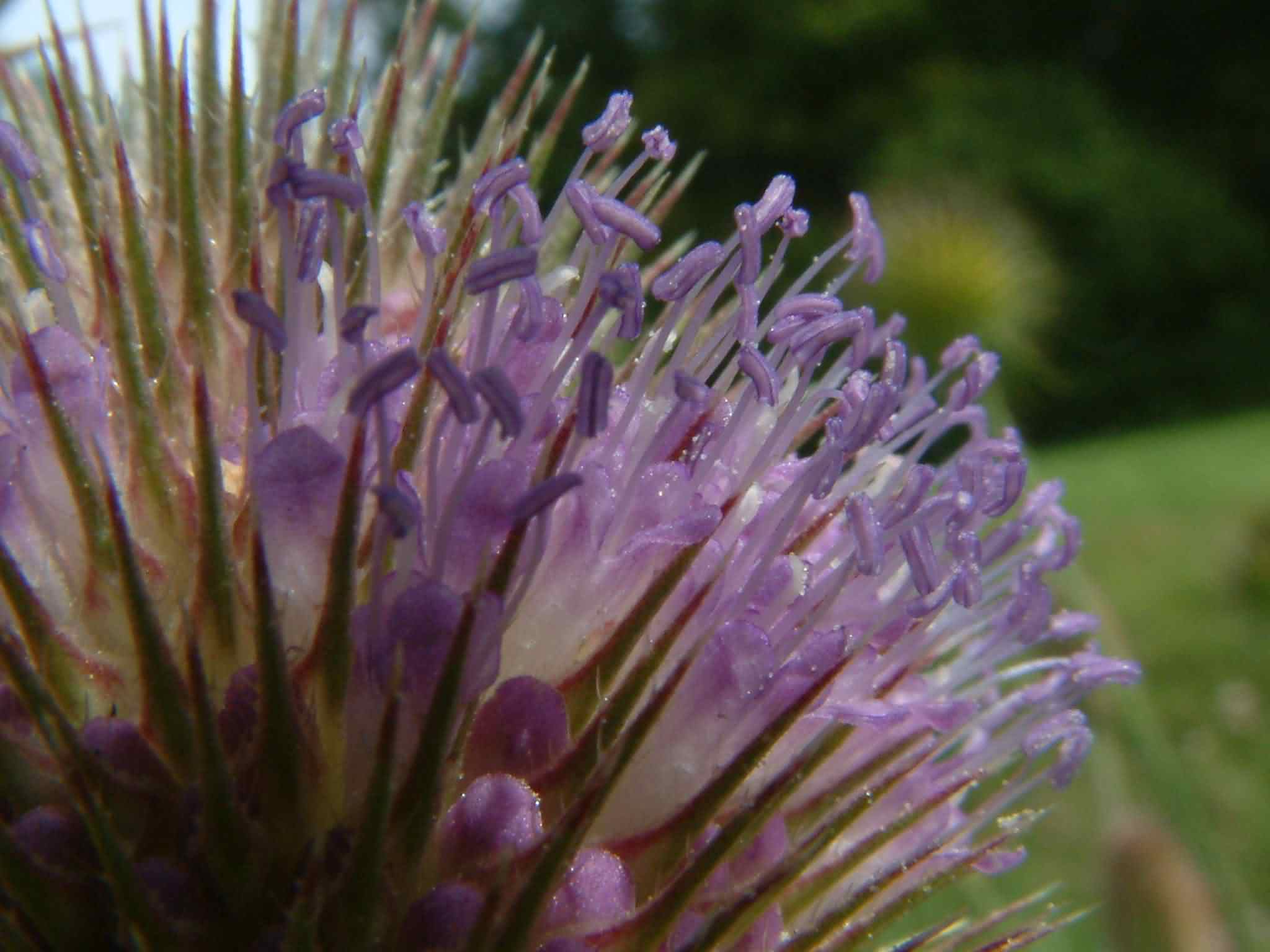 Dipsacus fullonum 3