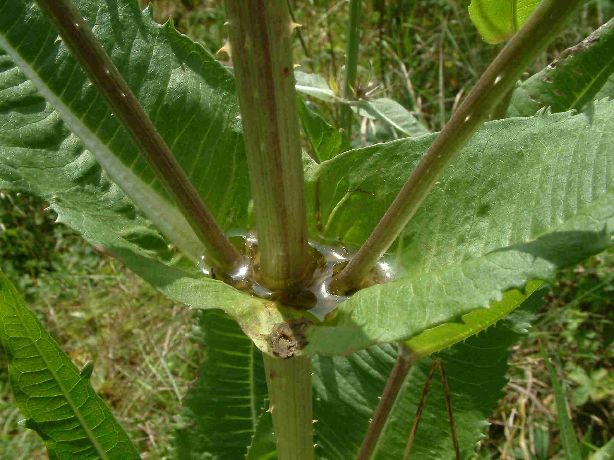 Dipsacus fullonum 4