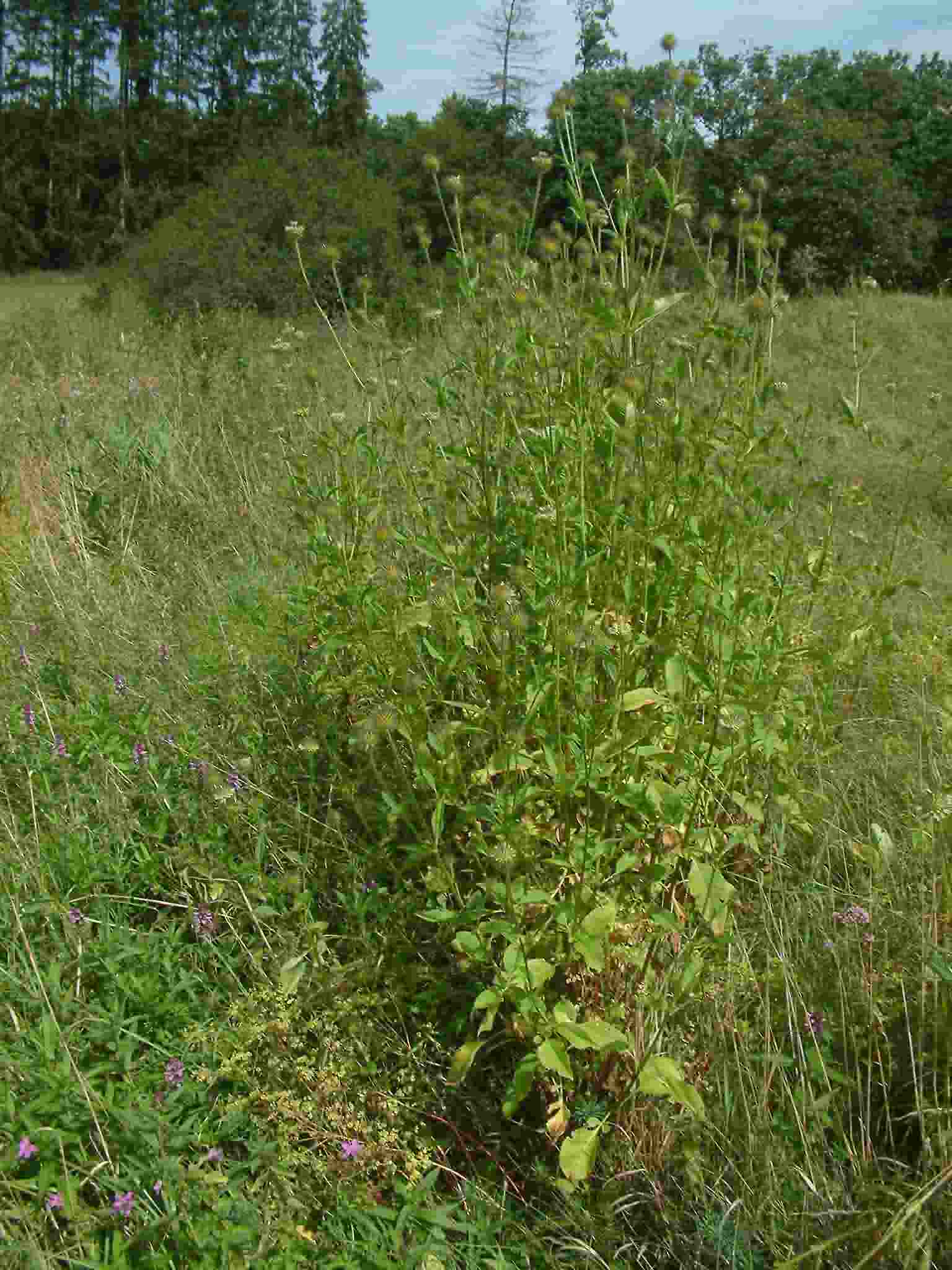 Dipsacus strigosus 1