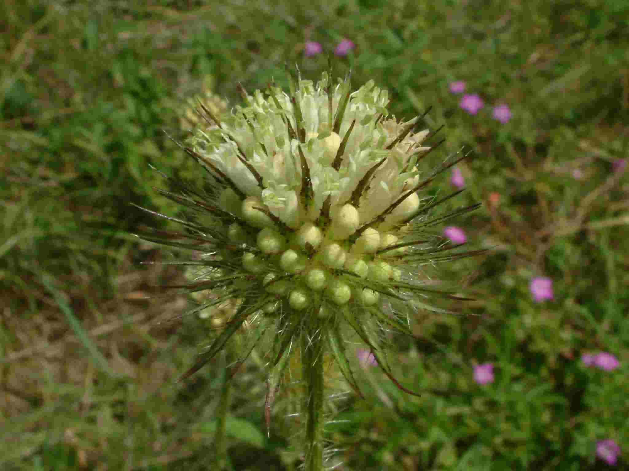 Dipsacus strigosus 2