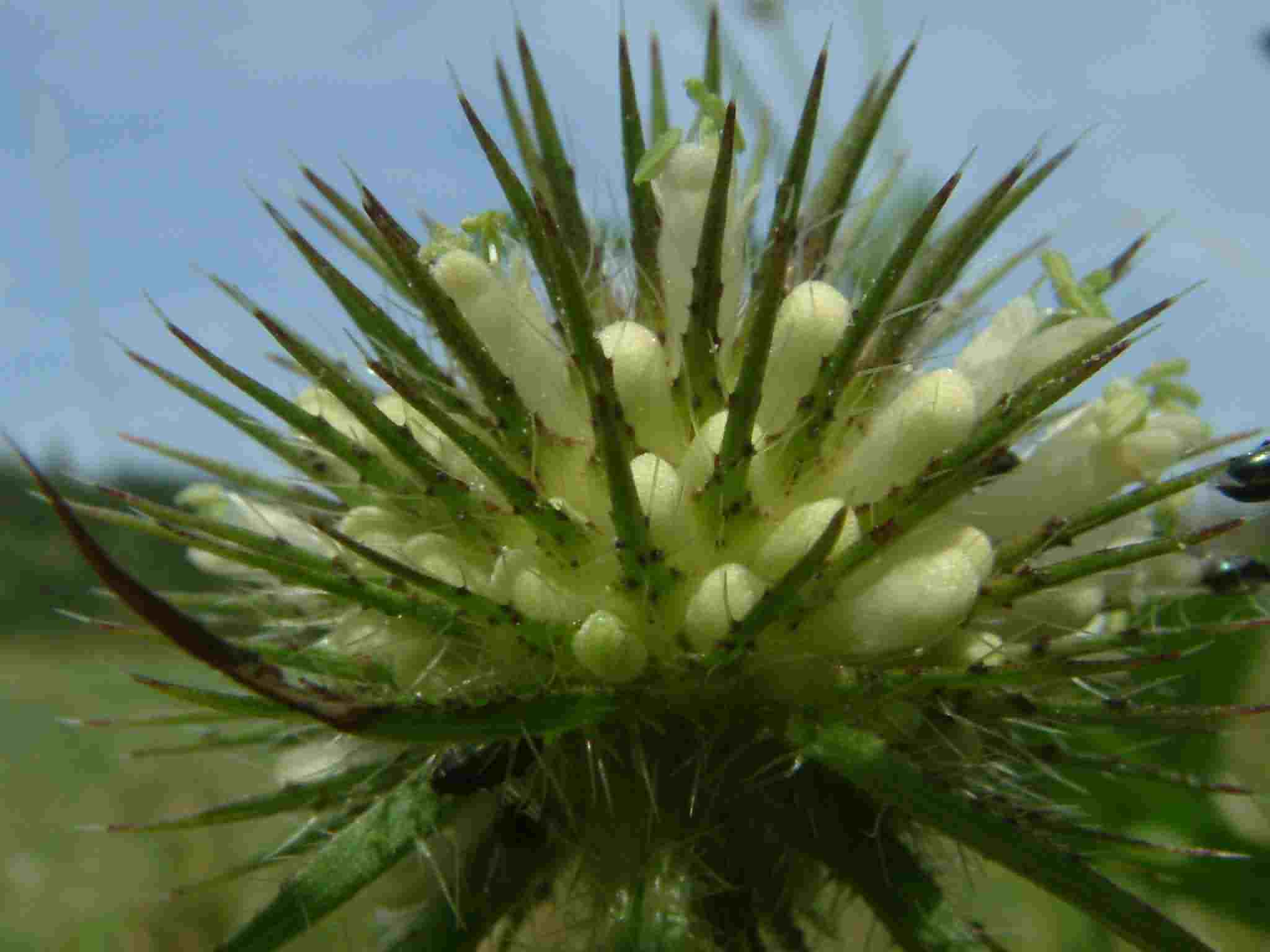 Dipsacus strigosus 3