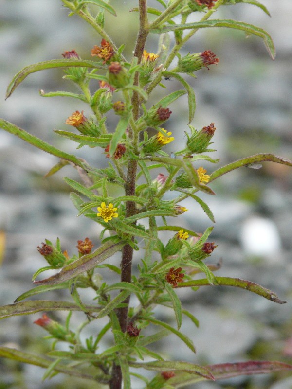 Dittrichia graveolens 2