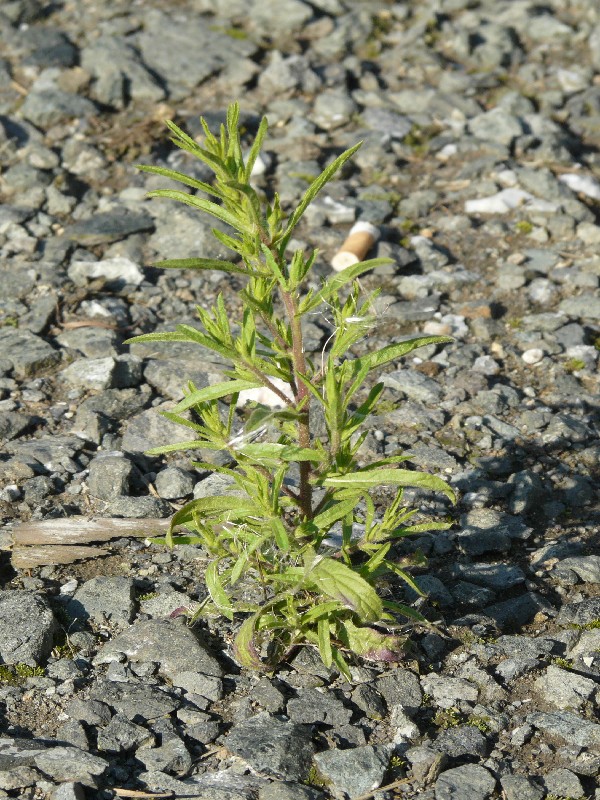 Dittrichia graveolens 1