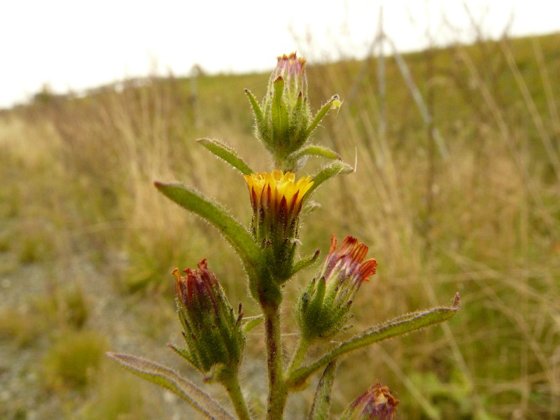 Dittrichia graveolens 3