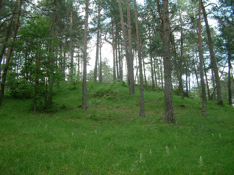 Dolomitkiefernwald 1