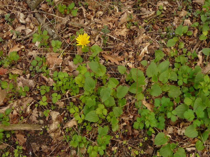 Doronicum columnae 1