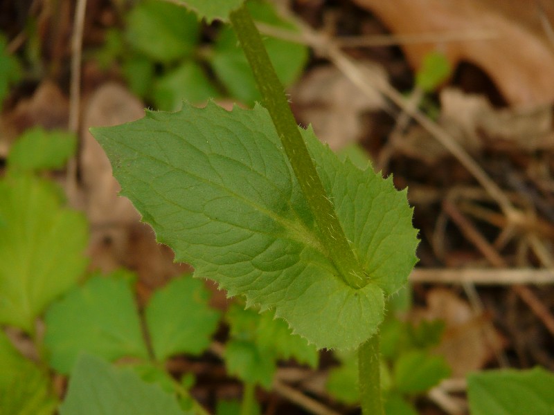 Doronicum columnae 3