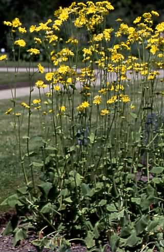 Doronicum pardalianches 1