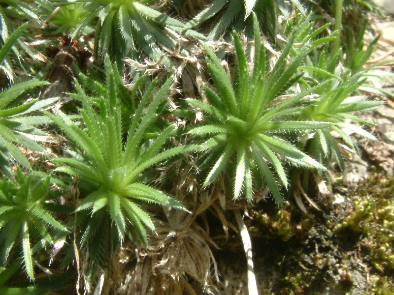 Draba aizoides 2