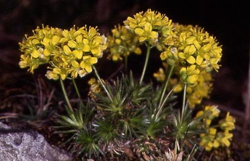 Draba aizoides 1