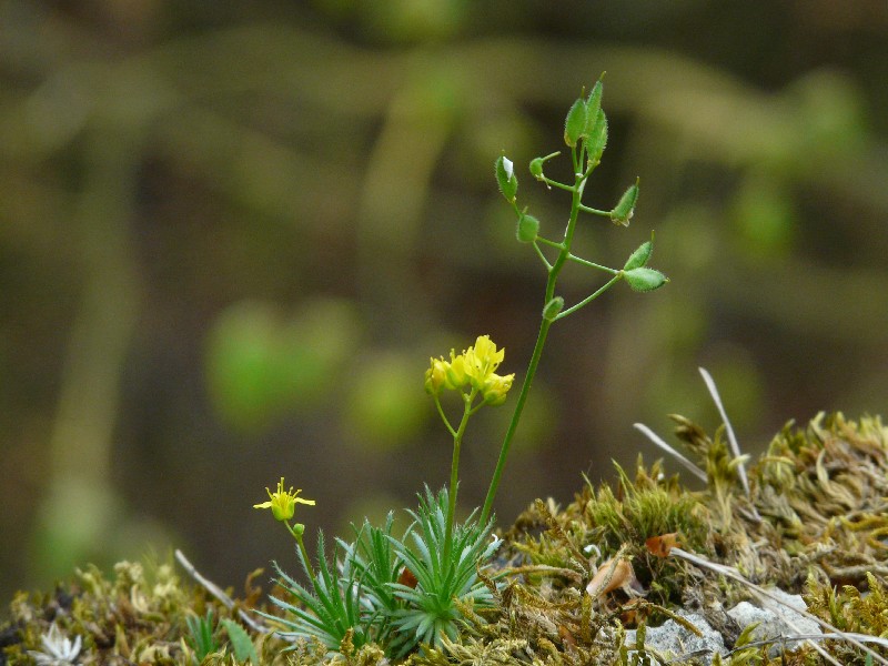 Draba aizoides 3