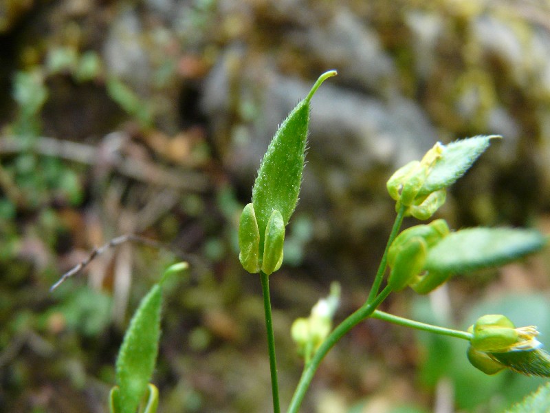 Draba aizoides 4