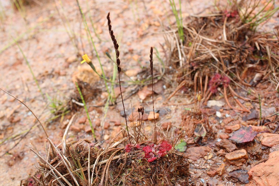 Drosera rotundifolia 2