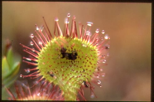 Drosera rotundifolia 4